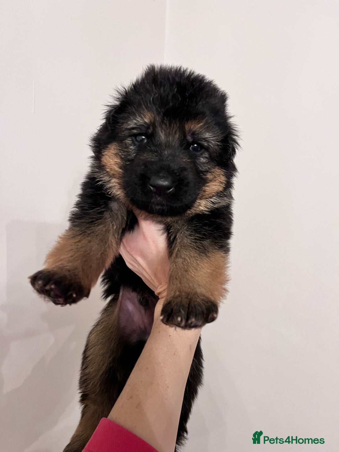 German Shepherd dogs for sale: Beautiful KC reg German Shepherd puppies for sale  - Advert 4