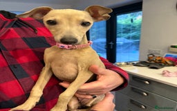 Italian Greyhound dogs for sale: Italian greyhound girl - Image 1