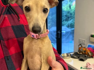 Italian Greyhound dogs - Advert 1