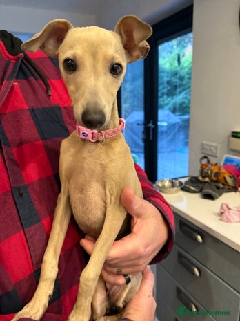 Italian Greyhound dogs - Advert 1