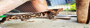 Bengal Kitten 1