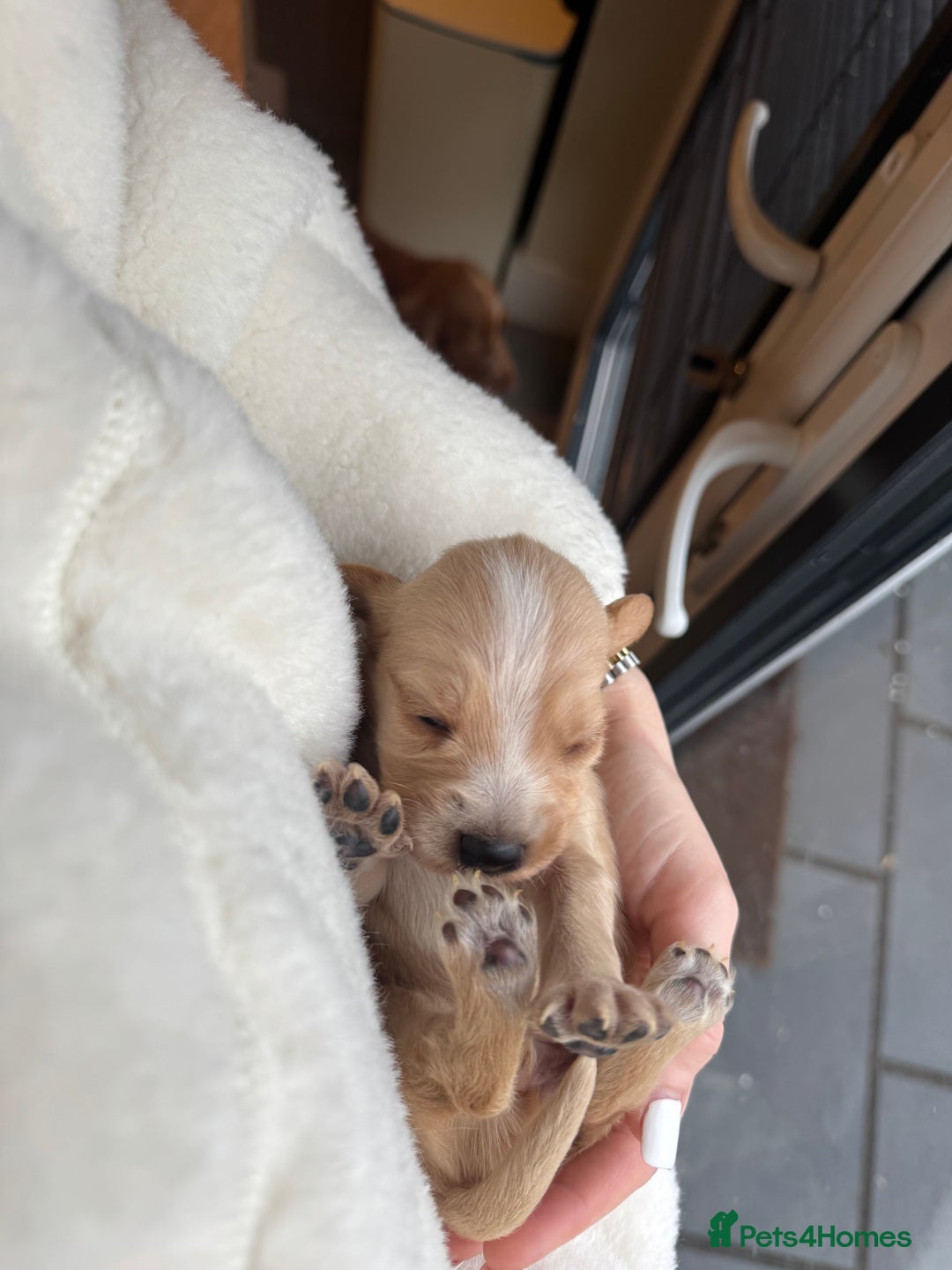 Cockerdor dogs for sale: Cockerdor/ Spanador Puppies. KC registered parents - Advert 6