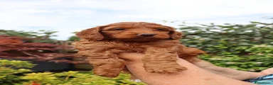 Cockapoo Puppy 5