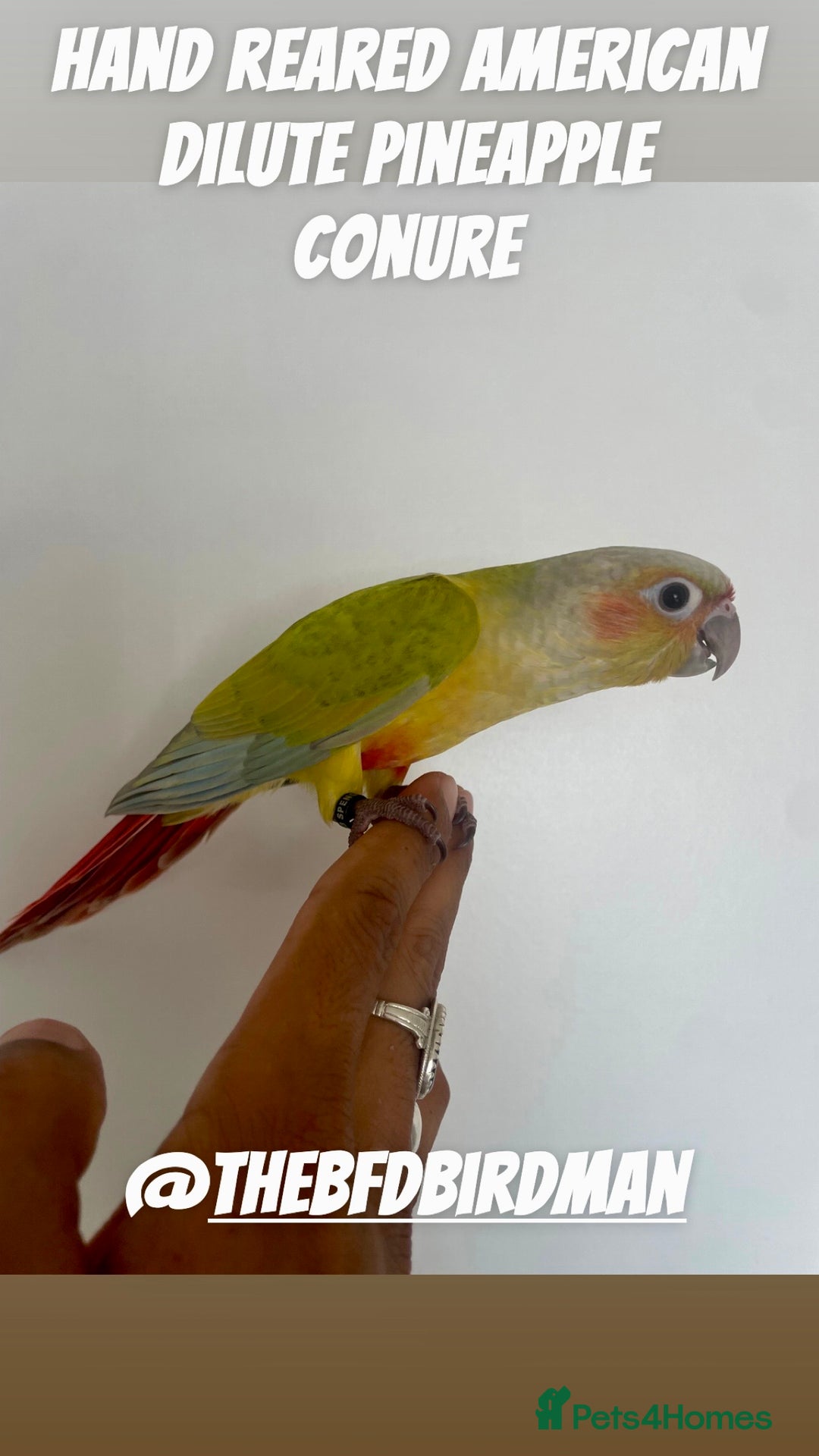 Conures birds for sale: 100% SILLY TAME HAND REARED CONURES - Image 4