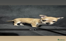 Chorkie dogs for sale: For sale  - Advert 13