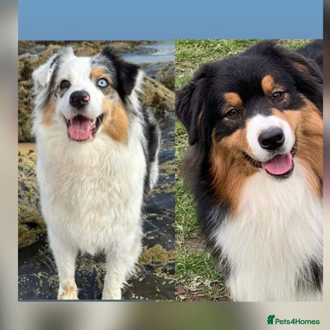 Australian Shepherd dogs for sale: 4 month old Aussie  - Advert 5