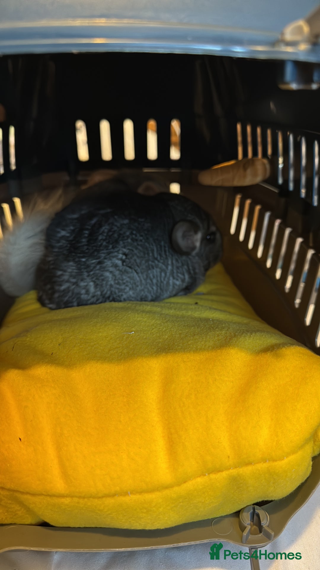 Chinchilla rodents for sale: Male chinchillas for sale (bonded  - Advert 14