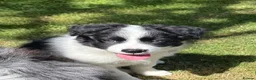 Border Collie dogs for sale: Litter of three striking Border Collie puppies  in Witney - Advert 26