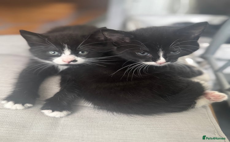 American Shorthair cats - Advert 1