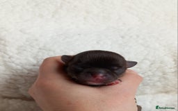 Chihuahua dogs for sale: ❤️‍🔥Dna tested parents❤️‍🔥Long-coat 2boys 2girls - Image 2