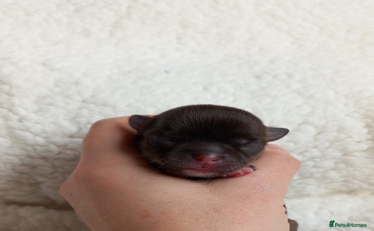 Chihuahua dogs - Advert 2