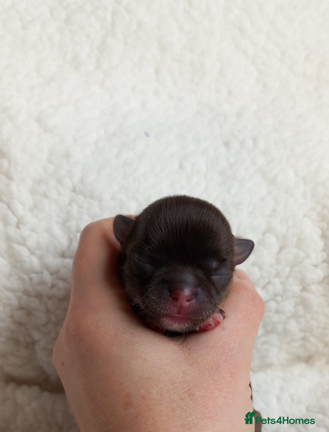 Chihuahua dogs for sale: ❤️‍🔥Dna tested parents❤️‍🔥Long-coat 2boys 2girls - Image 2