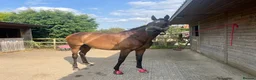 English Thoroughbred horses for sale: 16.1/2HH 17 YEAR OLD THOROUGHBRED EX-RACER GELDING in Newark - Advert 7