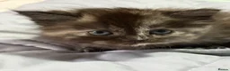 Maine Coon cats for sale: 6 beautiful half maincoons - Advert 4