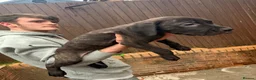 Cane Corso dogs for sale: Cane corso puppies  - Advert 8