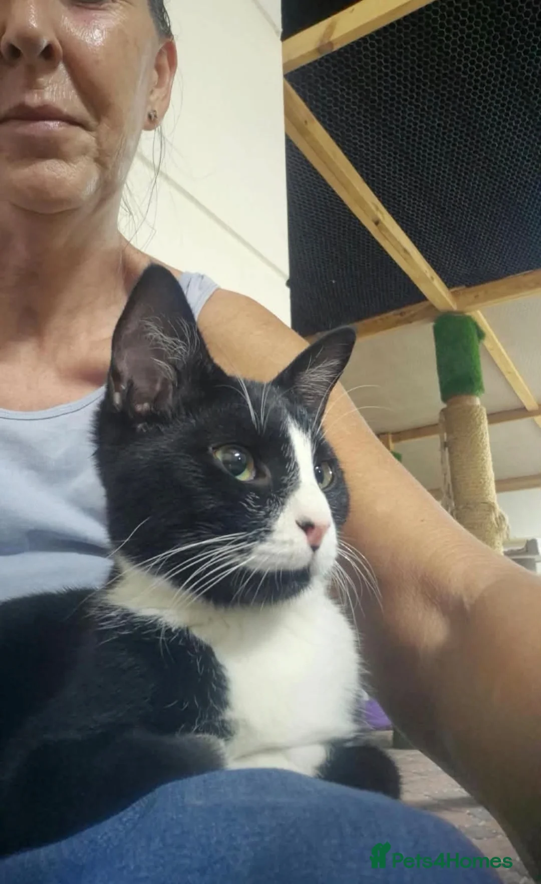 Arabian Mau cats for sale: Dashi baby - Advert 2