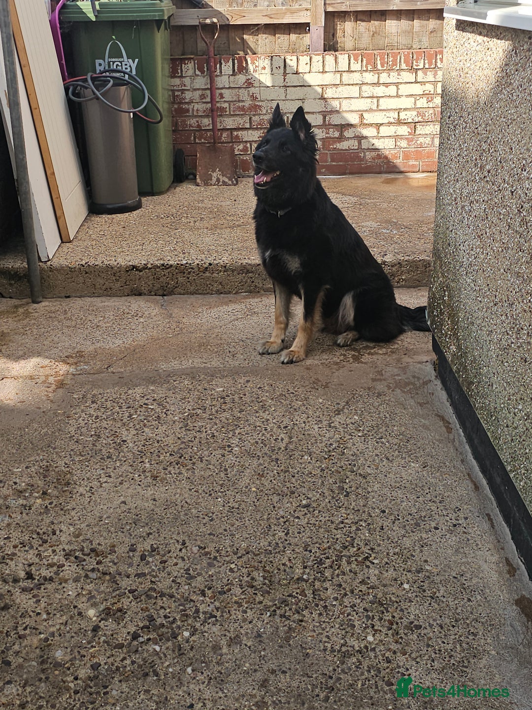 German Shepherd dogs for sale: German shepherd girl LAST ONE in Rugby - Image 8