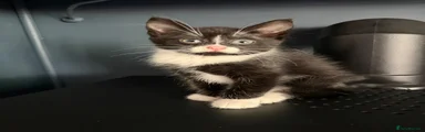 Domestic Shorthair 3