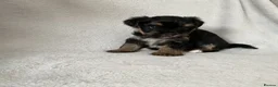 Yorkshire Terrier dogs for sale: Yorkshire terrier puppy in Edinburgh - Advert 4