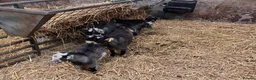 Goats livestock for sale: 12 week old Pygmy weather kids  - Advert 5