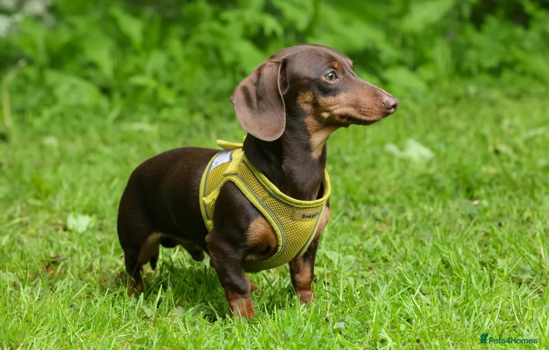 Miniature Dachshund dogs for stud: ROLO 🐶  TINY stud ( miniature dachshund )  - Advert 2