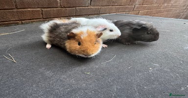 Guinea Pig rodents - Advert 9