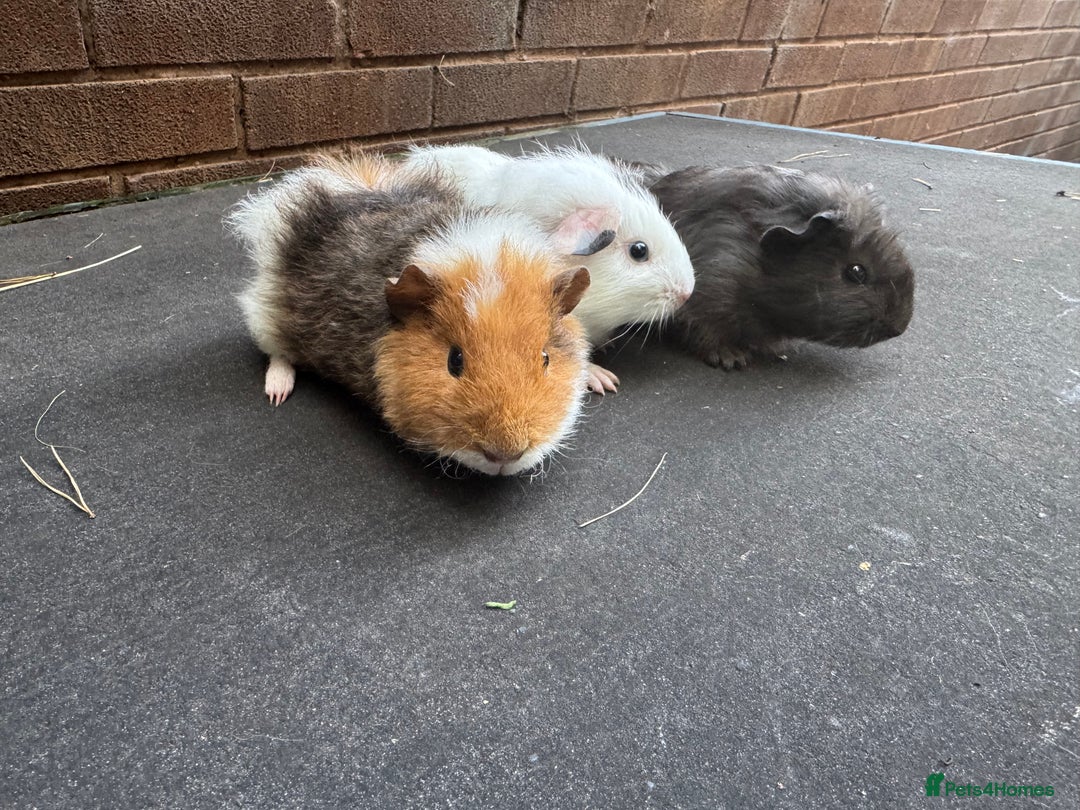 Guinea Pig rodents for sale: Beautiful Baby Female Guinea Pigs  - Image 2