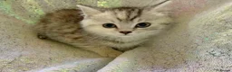 Persian cats for sale: Chinchilla persian kittens in Maidstone - Advert 12