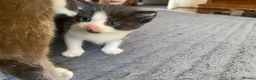 Mixed Breed cats for sale: Beautiful kittens needing loving homes  - Advert 3
