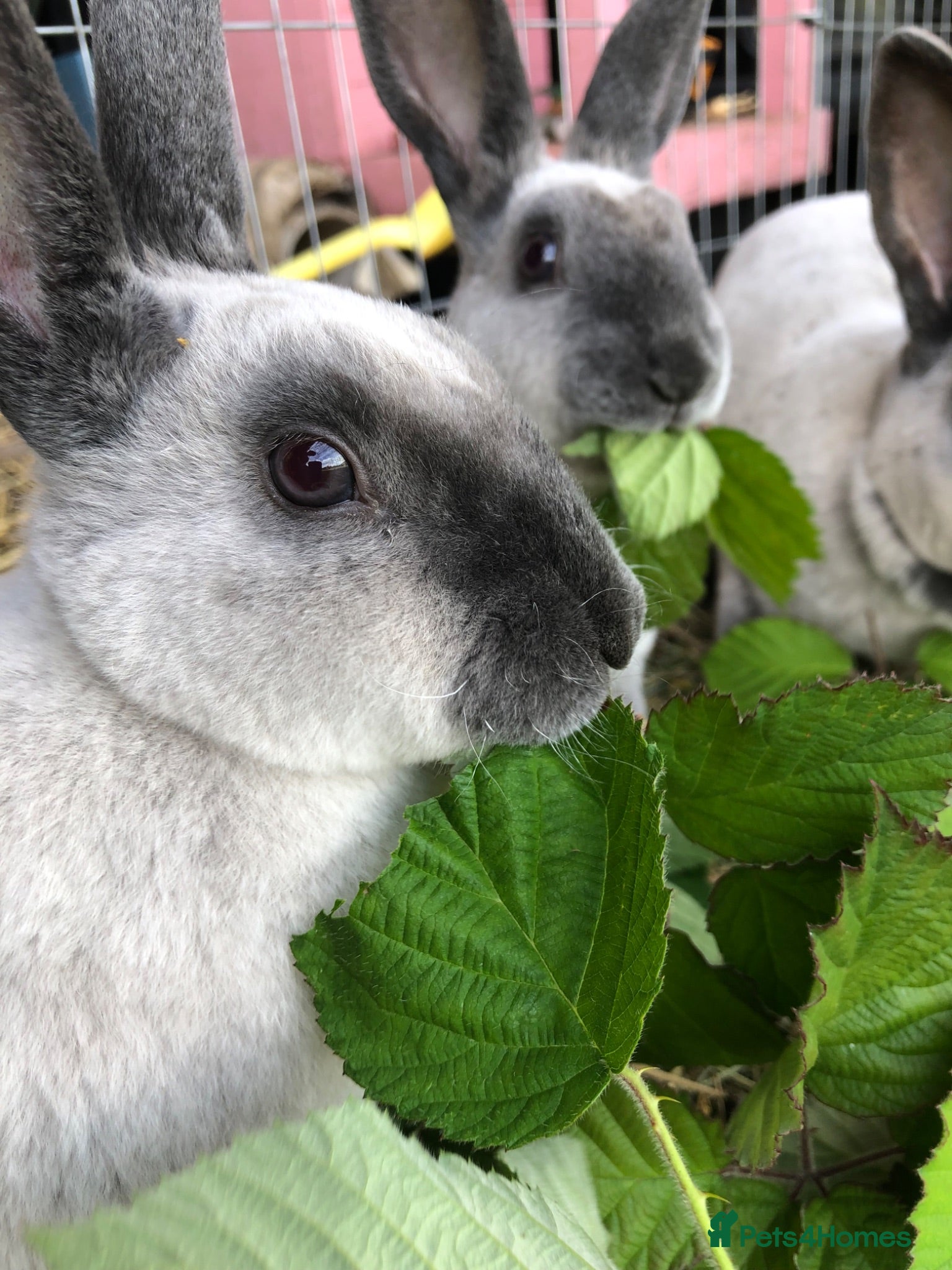 Rex rabbits Beautiful velvet mini Rex & Rex rabbits - Advert 18