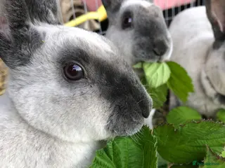 Rex rabbits Beautiful velvet mini Rex & Rex rabbits - Advert 15