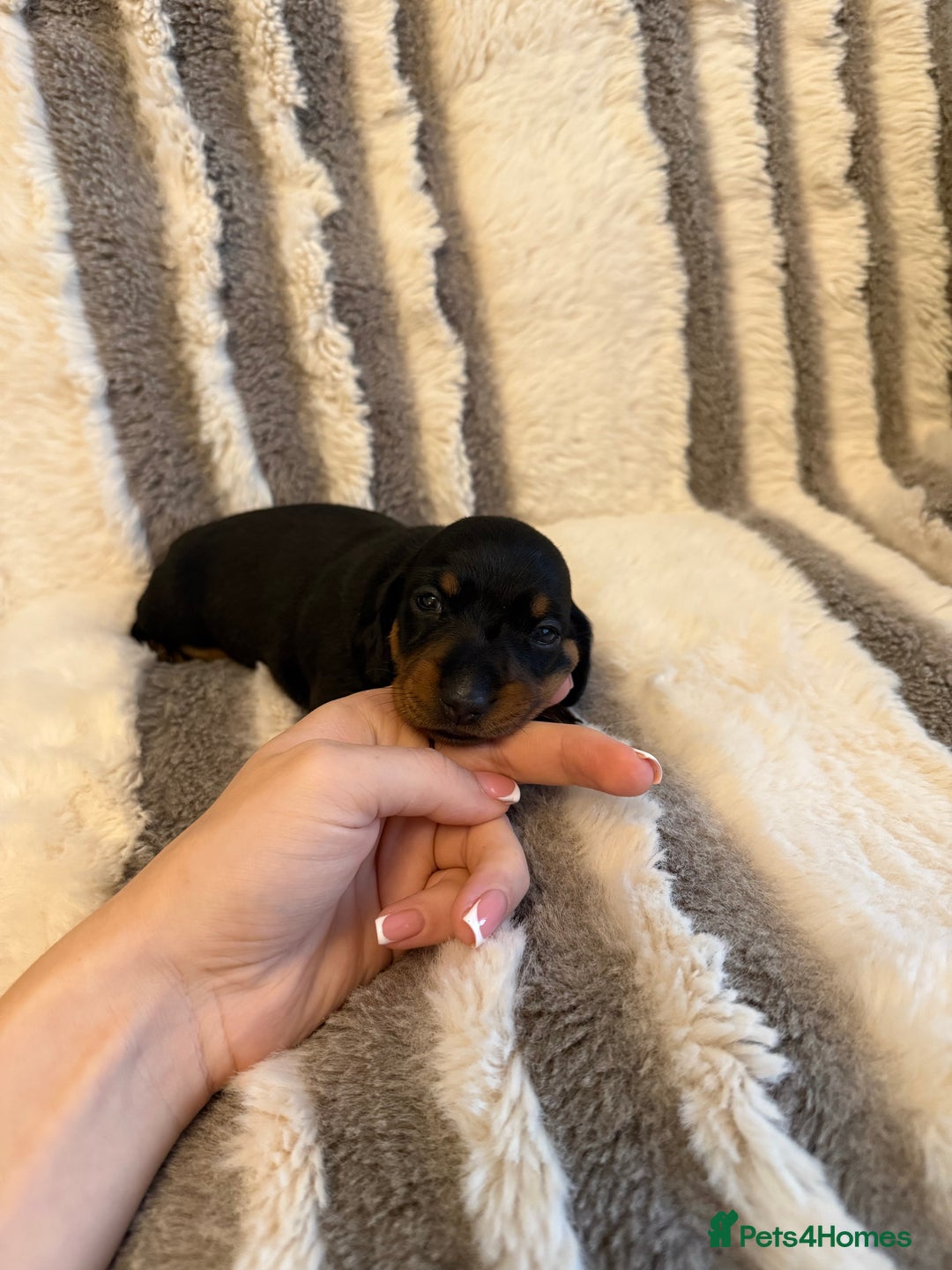 Miniature Dachshund dogs for sale: Kc reg smooth haired miniature dachshund - Advert 15