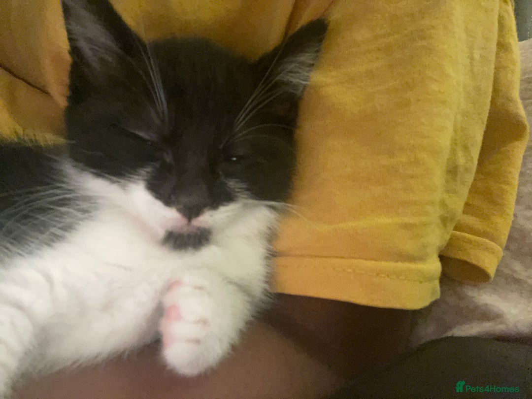 Mixed Breed cats for sale: Kittens for sale! - Image 13
