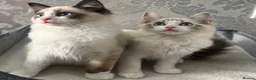 Ragdoll cats for sale: Beautiful Ragdoll Kittens - Advert 6