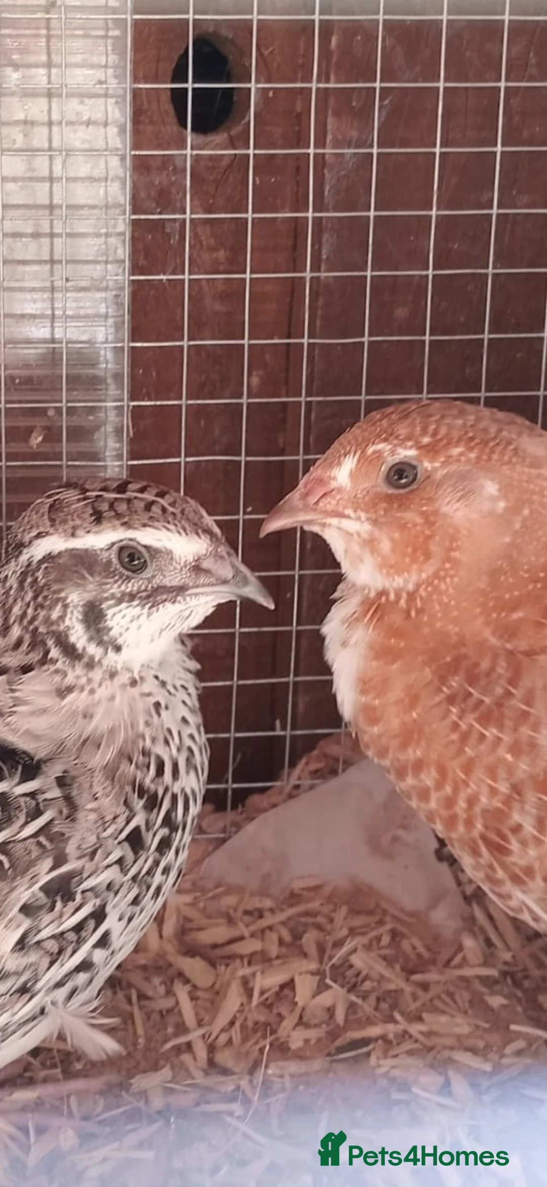 Quail poultry for sale: Corturnix quail fertile eggs - Advert 2