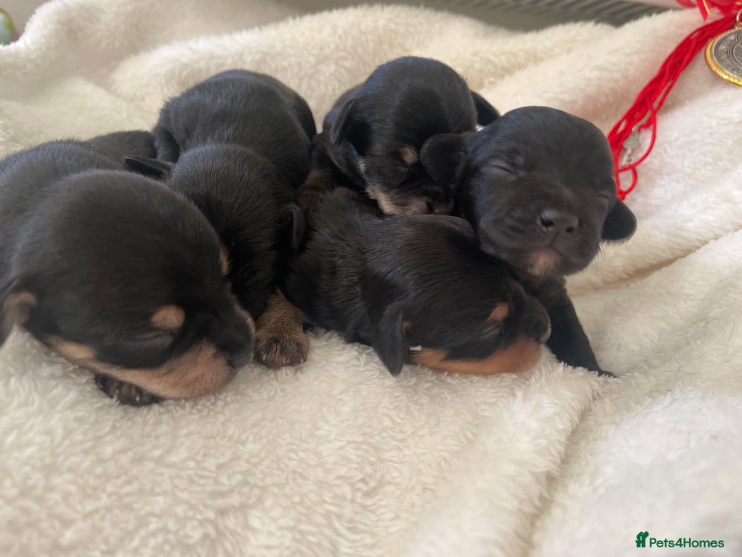 Jackapoo dogs for sale: Quality Jackapoo/ Jack Russel Puppies for sale 💌 - Advert 10
