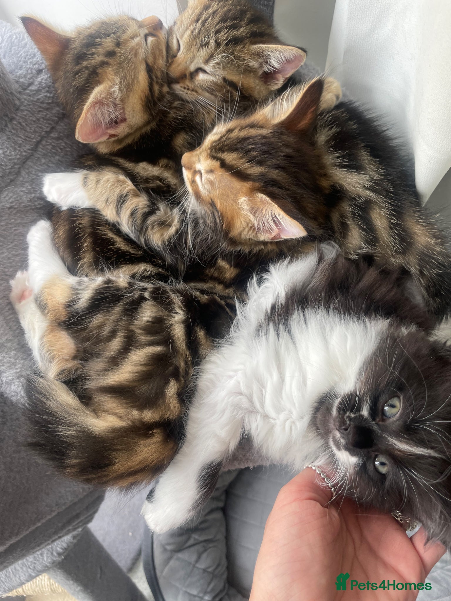 Mixed Breed cats for sale: Kittens  in Bishop's Stortford - Advert 3