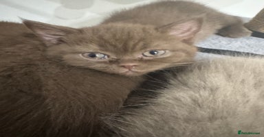 Scottish Fold cats - Advert 1