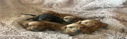 Dachshund dogs for sale: Miniature dachshund  - Advert 3