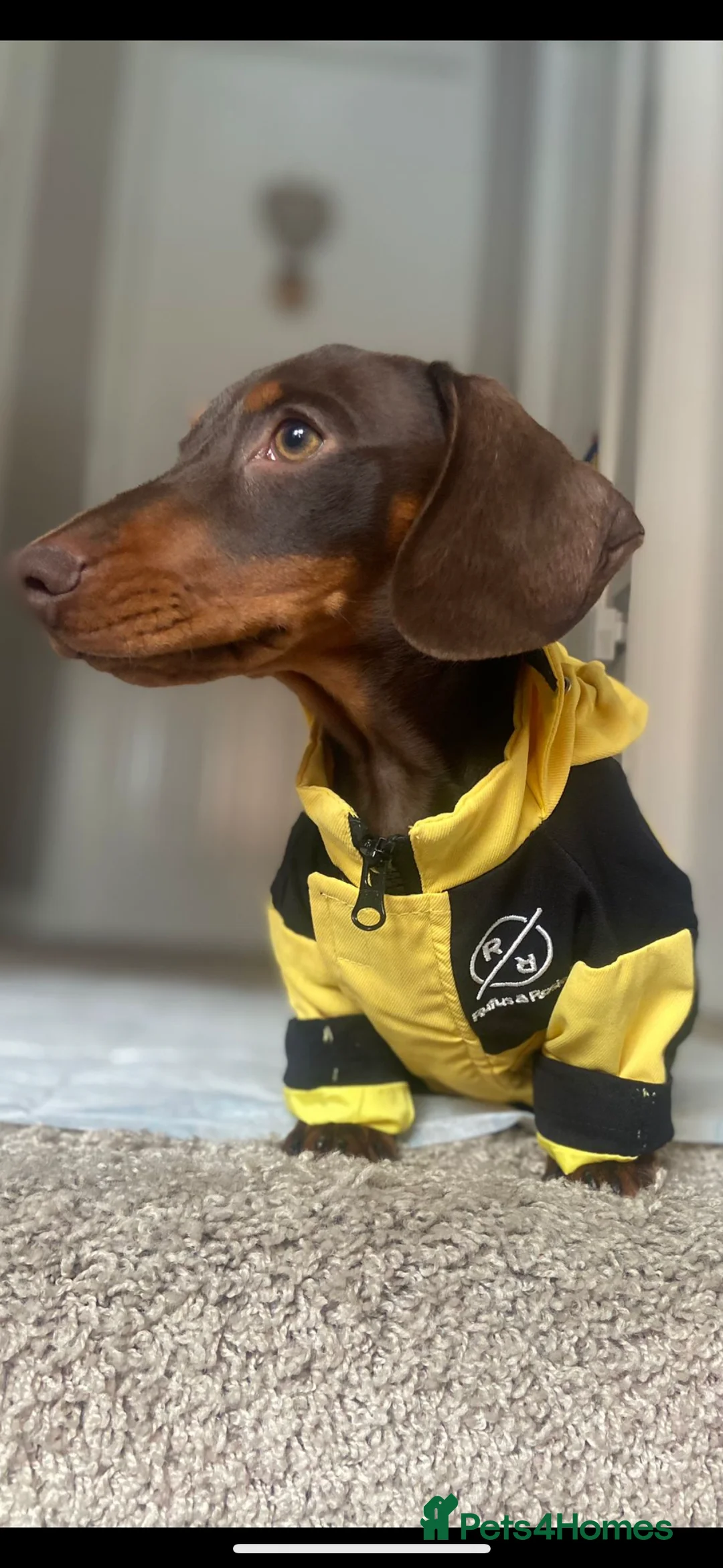 Miniature Dachshund dogs for sale: BEAUTIFUL PRA CLEAR & KC REG MINIS - Advert 28