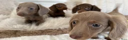 Miniature Dachshund dogs for sale: ✨MINI DACHSHUNDS ✨BOTH PARENTS KC✨ - Advert 18