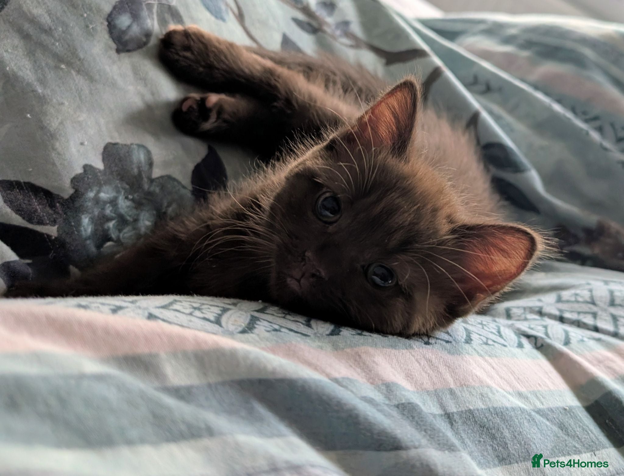 Mixed Breed cats Rare brown beauty! Ready for a new home - Advert 4