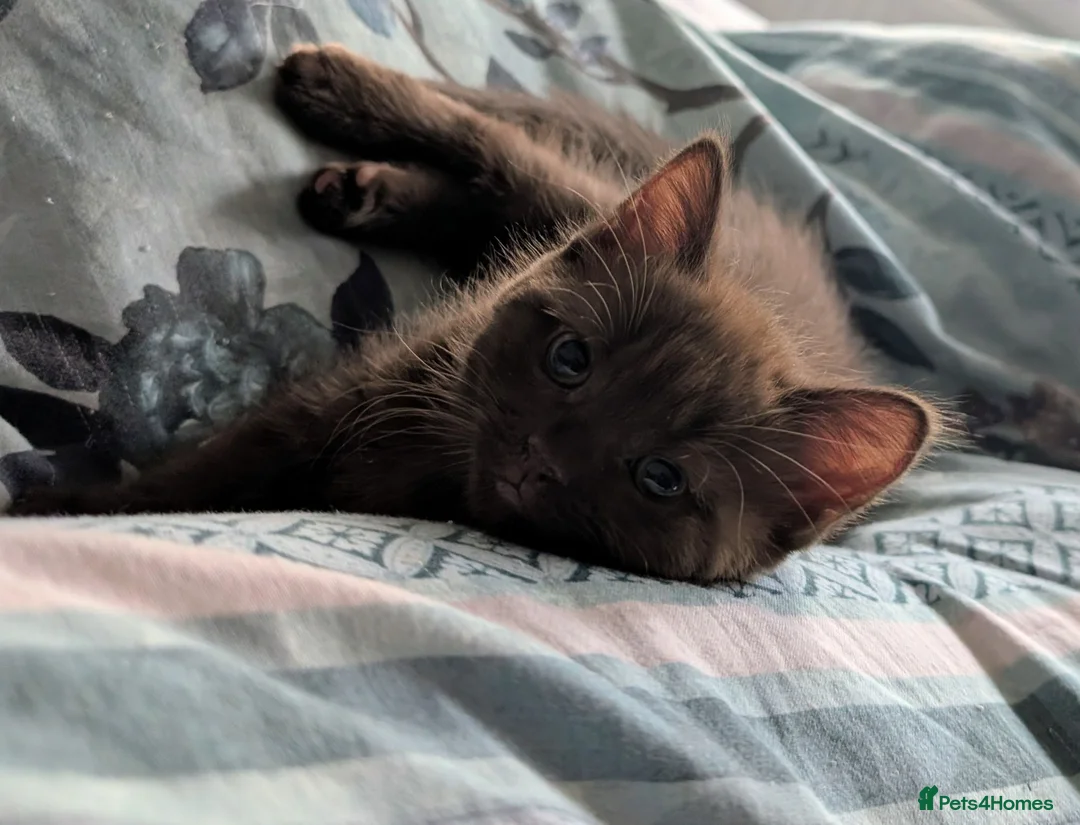 Mixed Breed cats for sale: Rare brown beauty! Ready for a new home - Advert 1