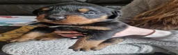 Rottweiler dogs for sale: Stunning chunky Rothwell puppies in Kidderminster - Advert 7