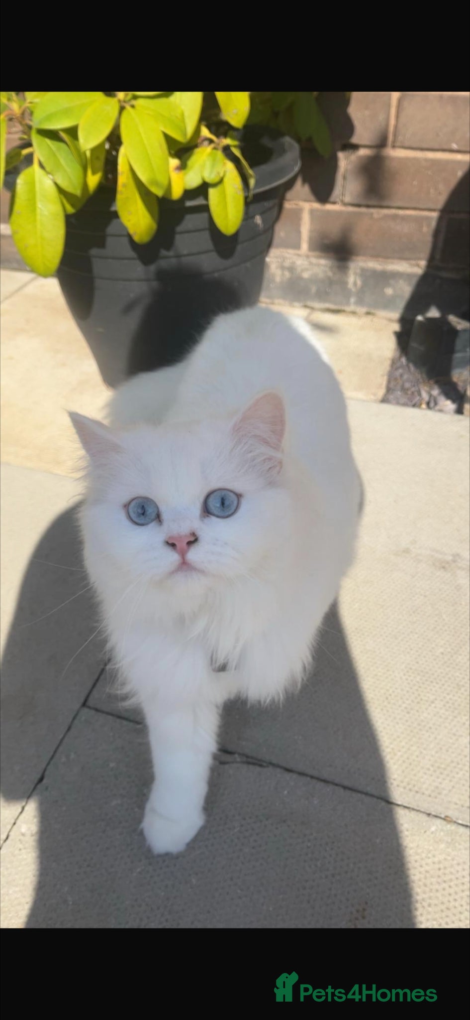 Persian cats 2 year old female spayed doll face persian - Advert 6