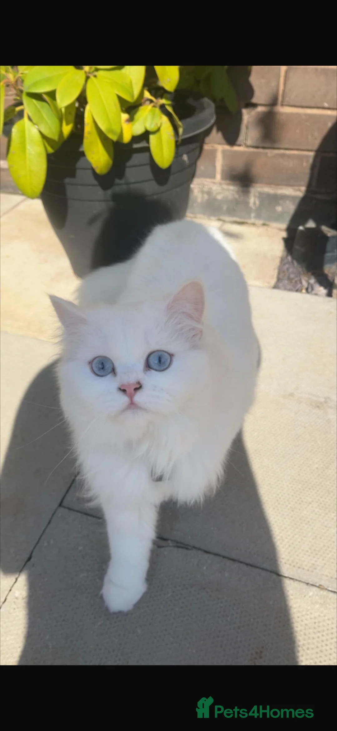 Persian cats for sale: 2 year old female spayed doll face persian - Advert 1