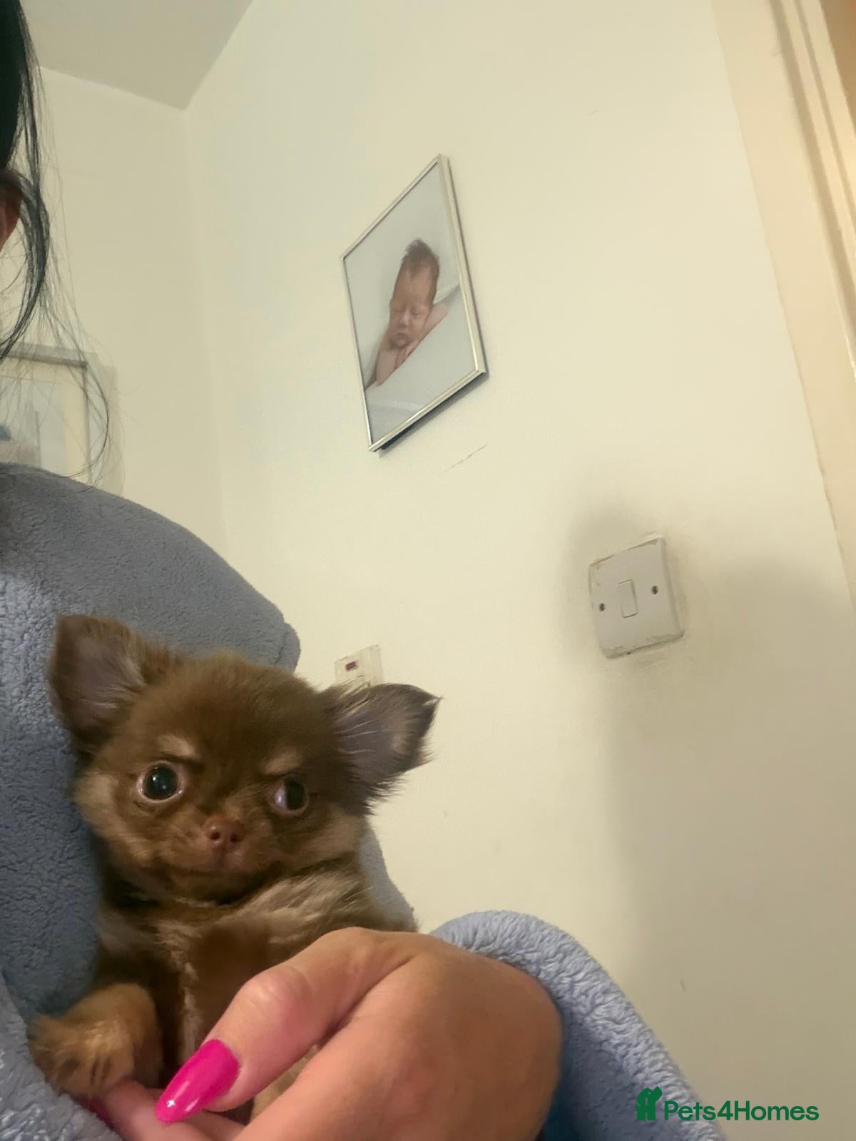 Chihuahua dogs chocolate tan long haired male chihuahua puppy - Advert 1