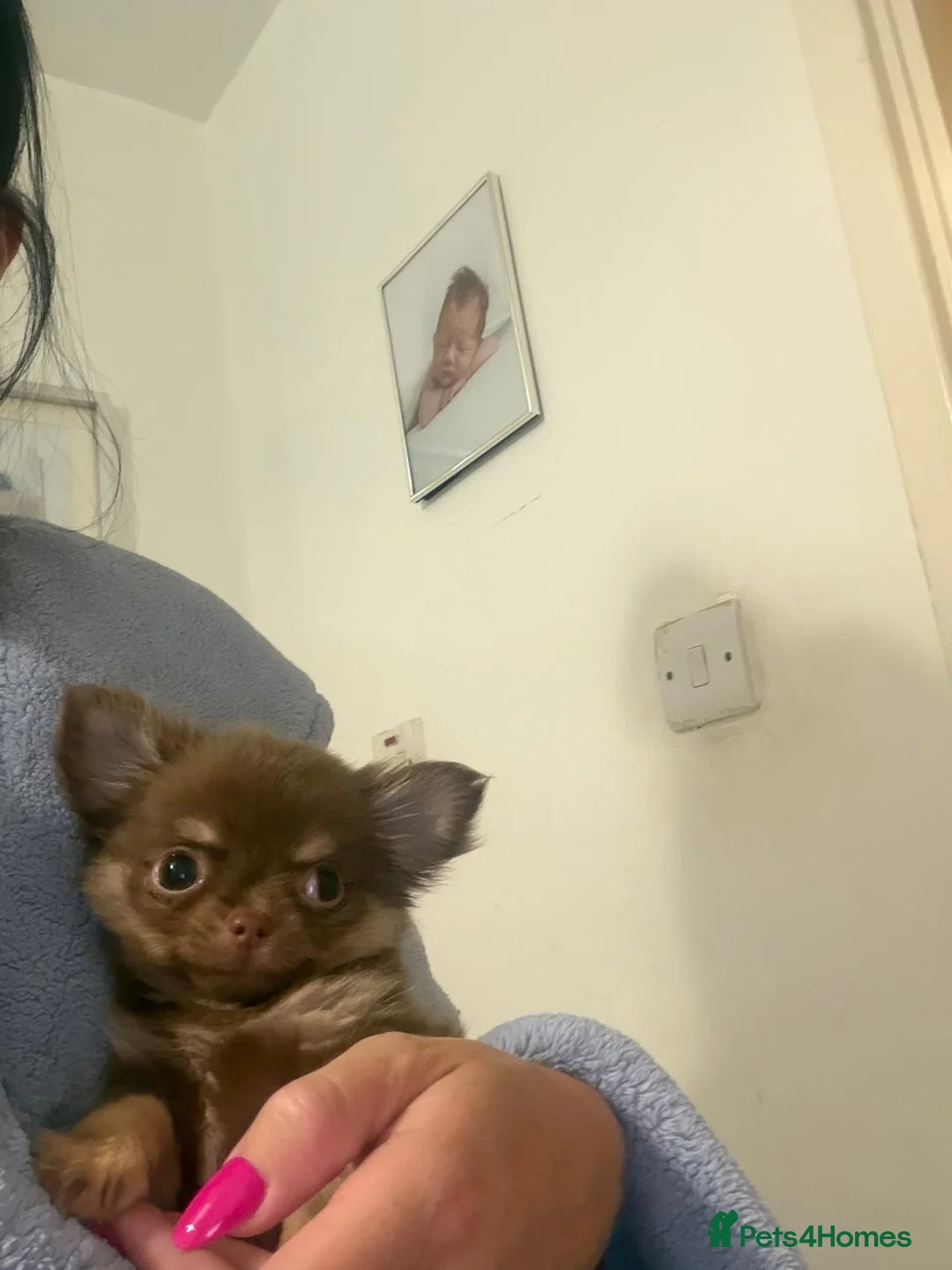Chihuahua dogs for sale: chocolate tan long haired male chihuahua puppy in London - Advert 1