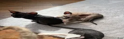 Cornish Rex cats for sale: Beautiful Cornish Rex’s ready for their new homes - Advert 7