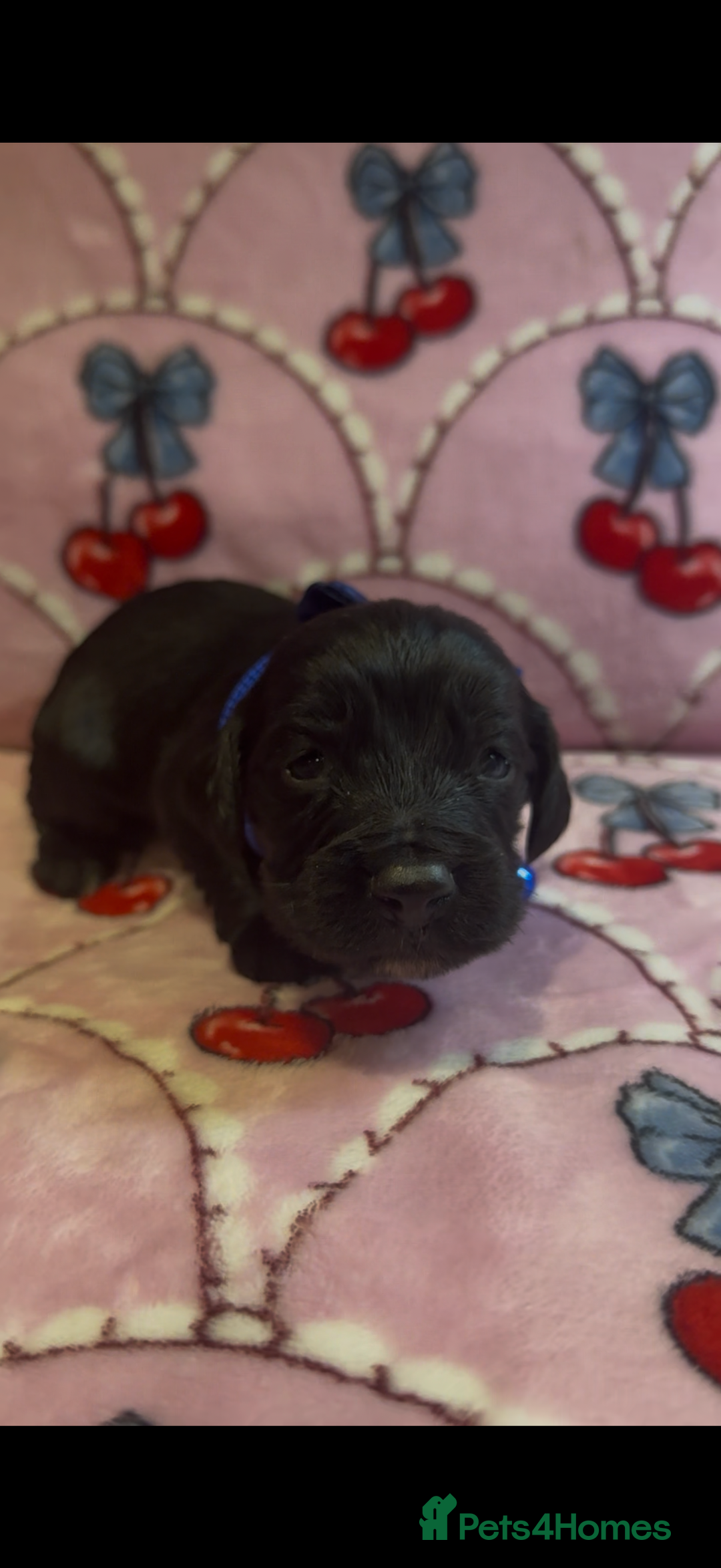 Cocker Spaniel dogs for sale: Gorgeous cocker spaniel READY TO LEAVE TODAY - Advert 5